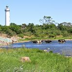 die Wasser-Kühe von Öland  -  cows walking water shore at Långe Erik