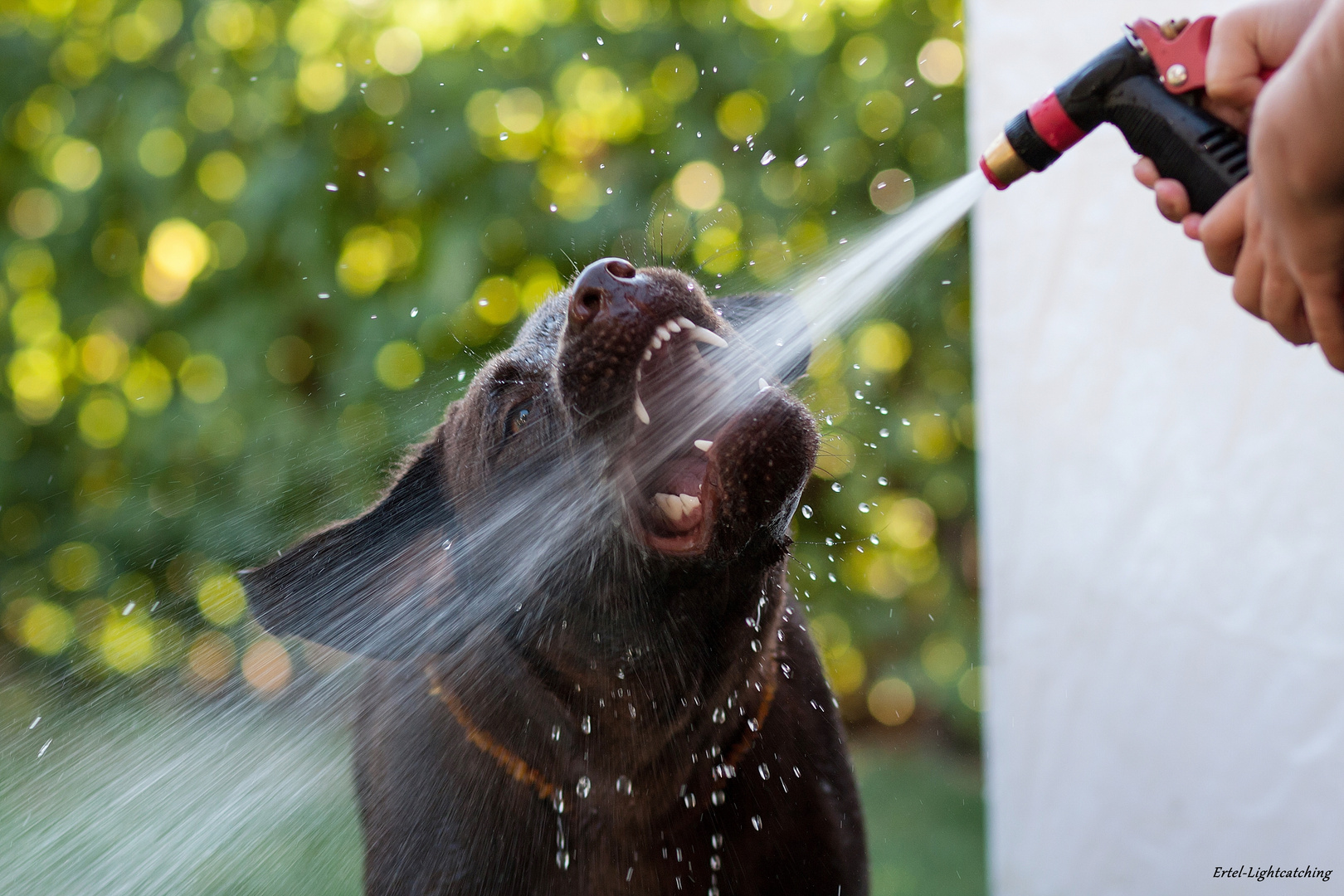 Die Wasser-Schnapperin