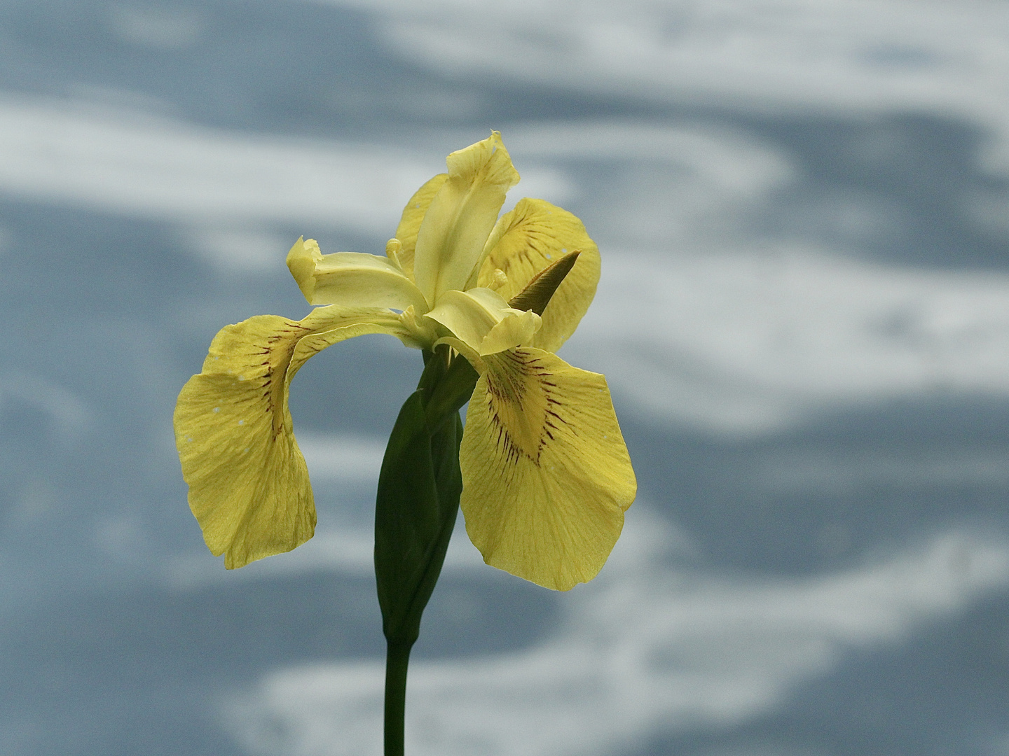 Die Wasser-, Sumpf- oder Gelbe Schwertlilie (Iris pseudacorus)