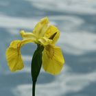 Die Wasser-, Sumpf- oder Gelbe Schwertlilie (Iris pseudacorus)