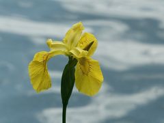 Die Wasser-, Sumpf- oder Gelbe Schwertlilie (Iris pseudacorus)