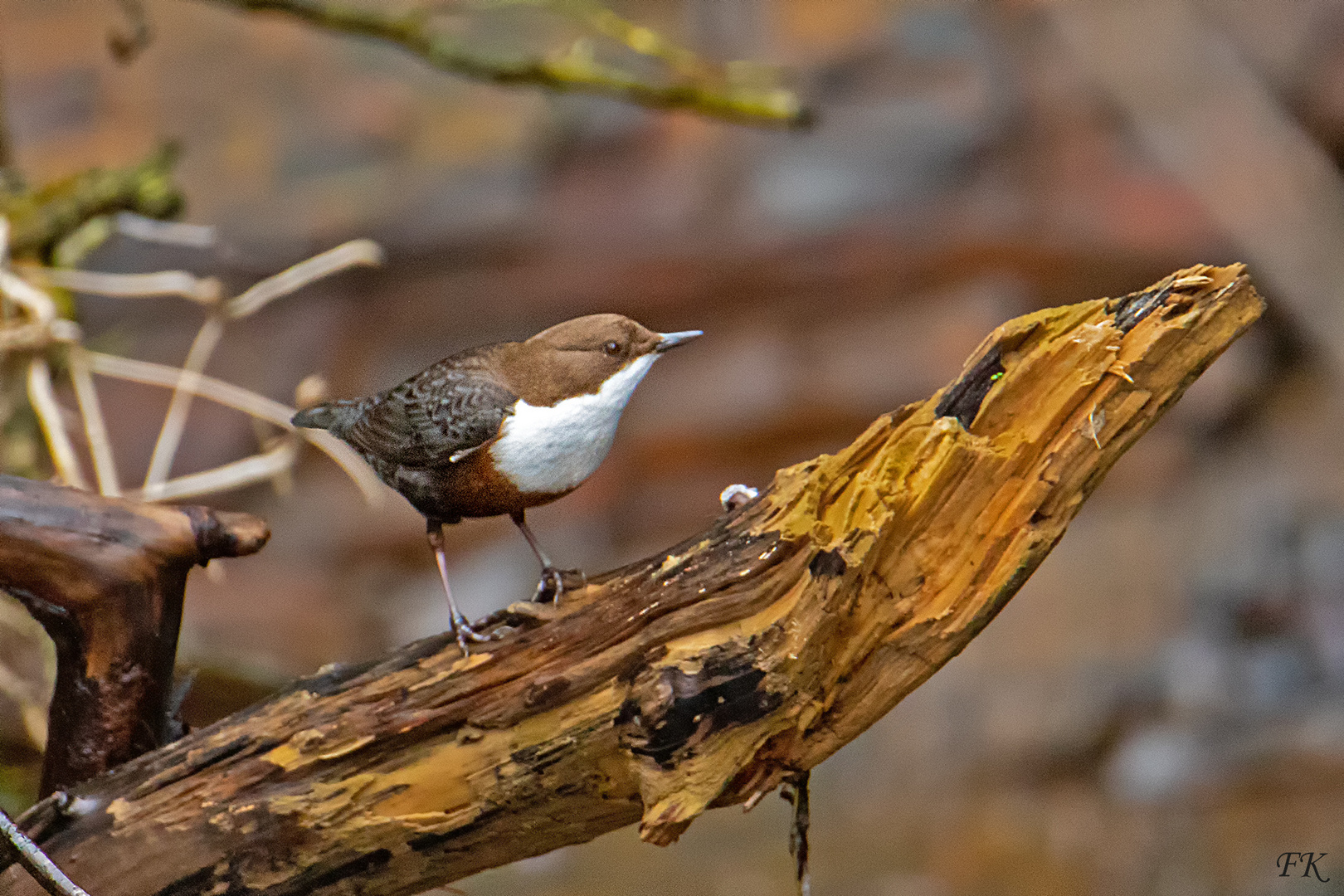                         Die Wasseramsel