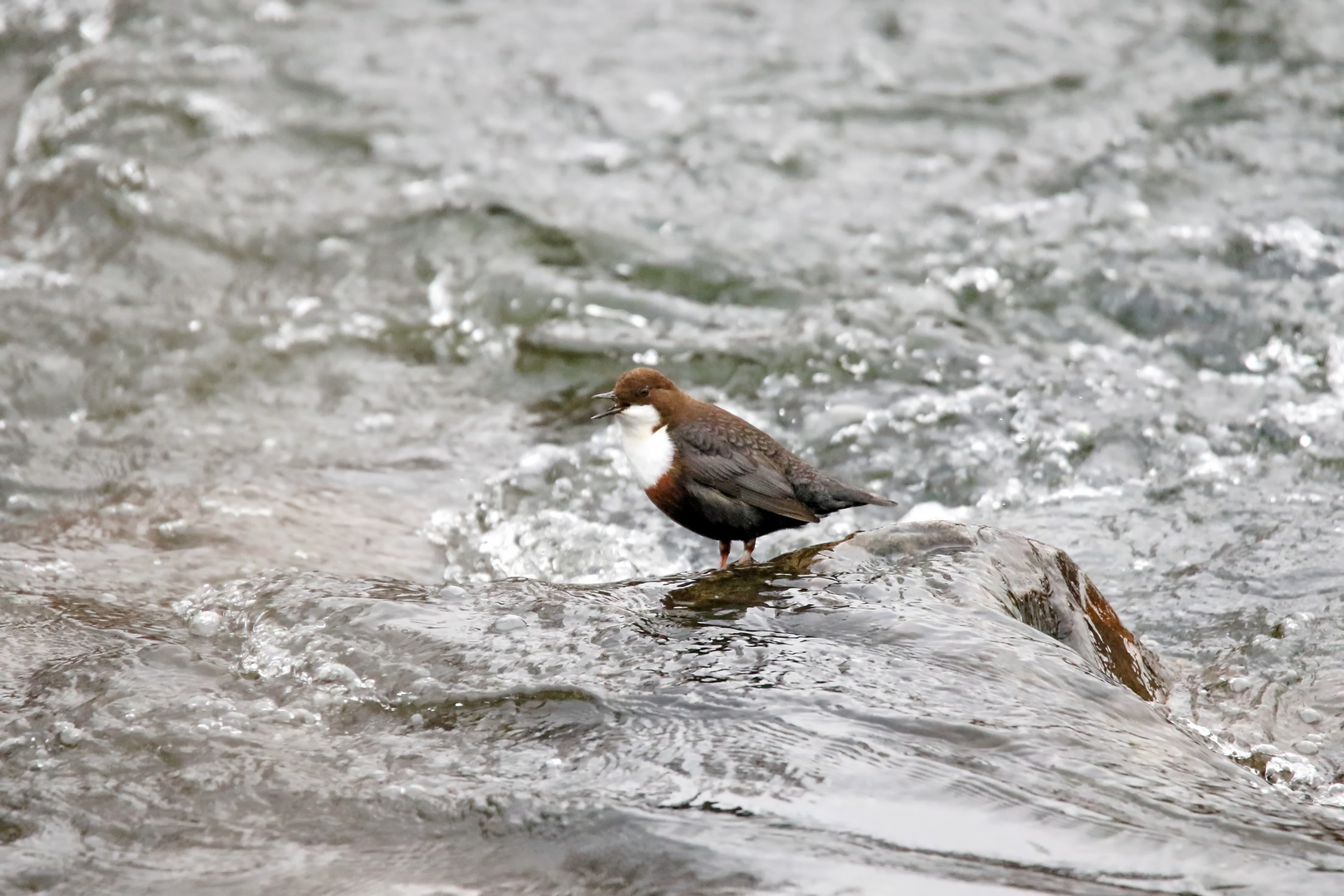 .....Die Wasseramsel....