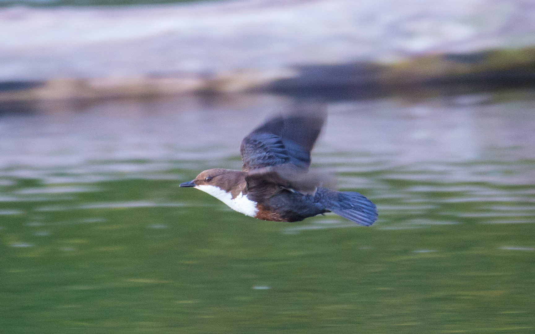 Die Wasseramsel