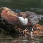 Die Wasseramsel