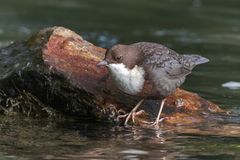 Die Wasseramsel