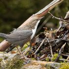 *** DIE WASSERAMSEL ***