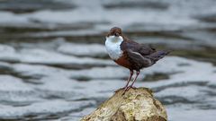 Die Wasseramsel.