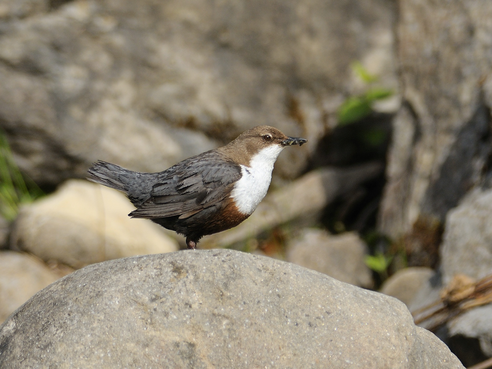 Die Wasseramsel...