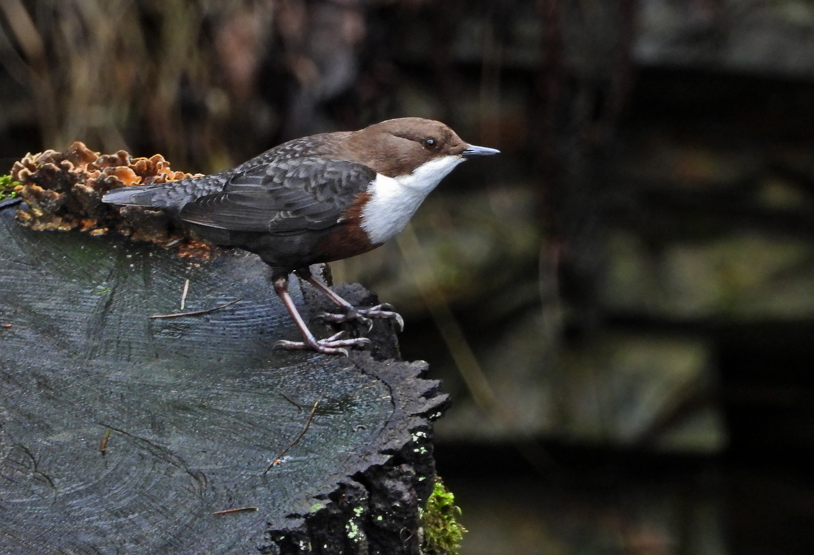 die Wasseramsel