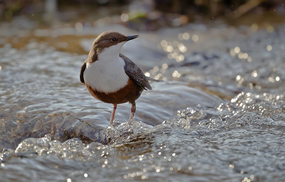 Die Wasseramsel