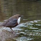 Die Wasseramsel