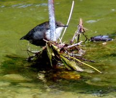 Die Wasseramsel ...