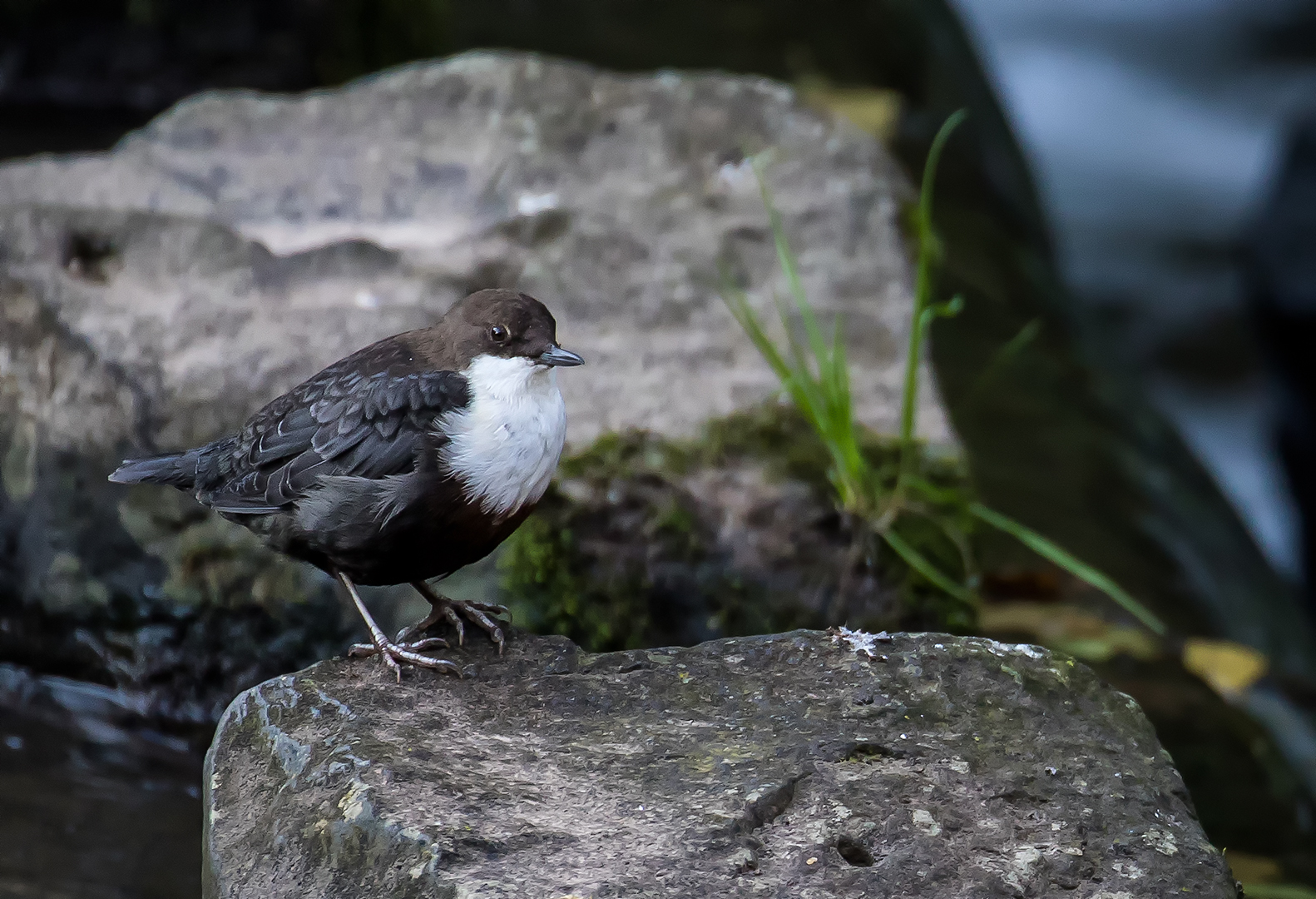 Die Wasseramsel