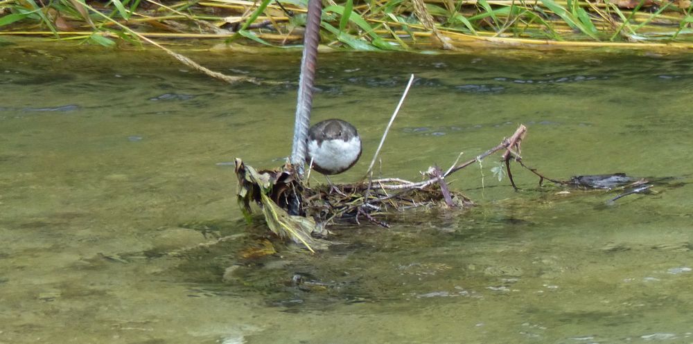 Die Wasseramsel ...