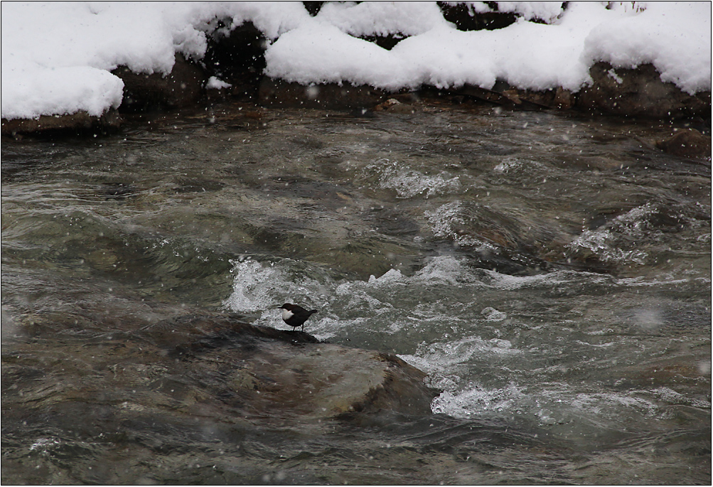 Die Wasseramsel ...