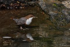 Die Wasseramsel ...