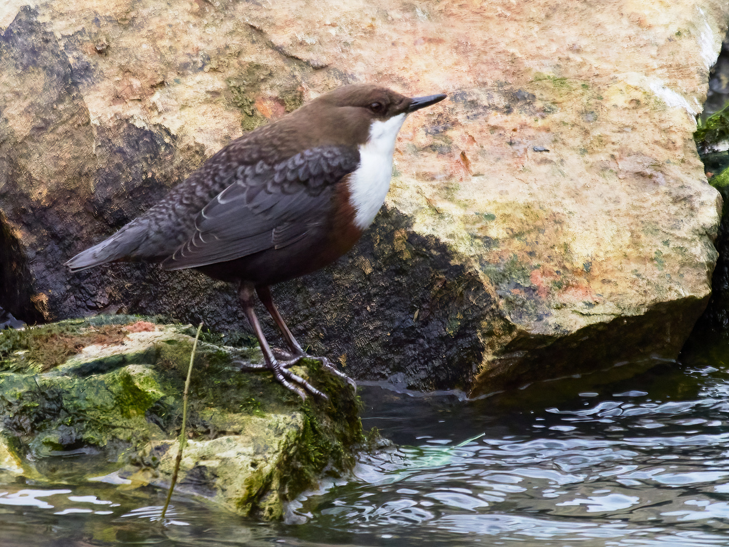 Die Wasseramsel an ihrem Lieblingsort 