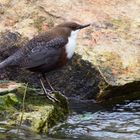 Die Wasseramsel an ihrem Lieblingsort 