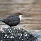  Die Wasseramsel.