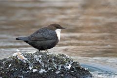  Die Wasseramsel.