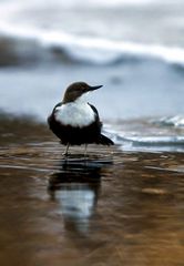 Die Wasseramsel