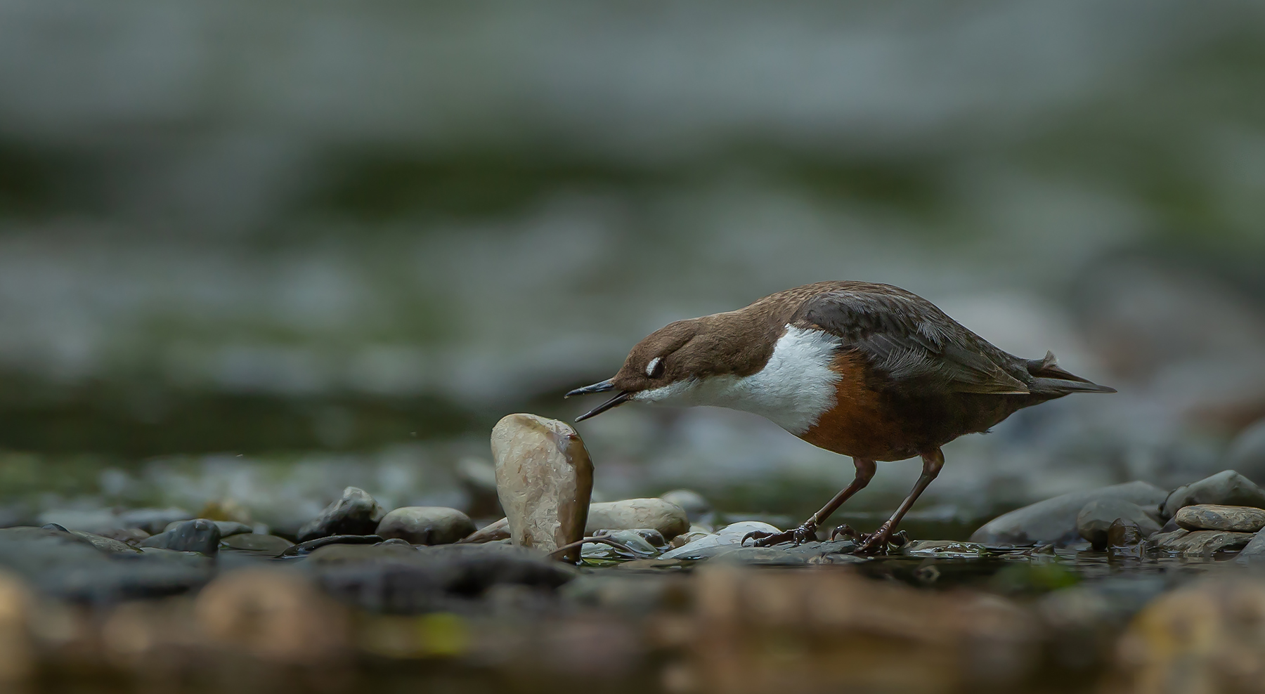 Die Wasseramsel ( Bild 2 von 2 )