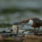 Die Wasseramsel ( Bild 2 von 2 )