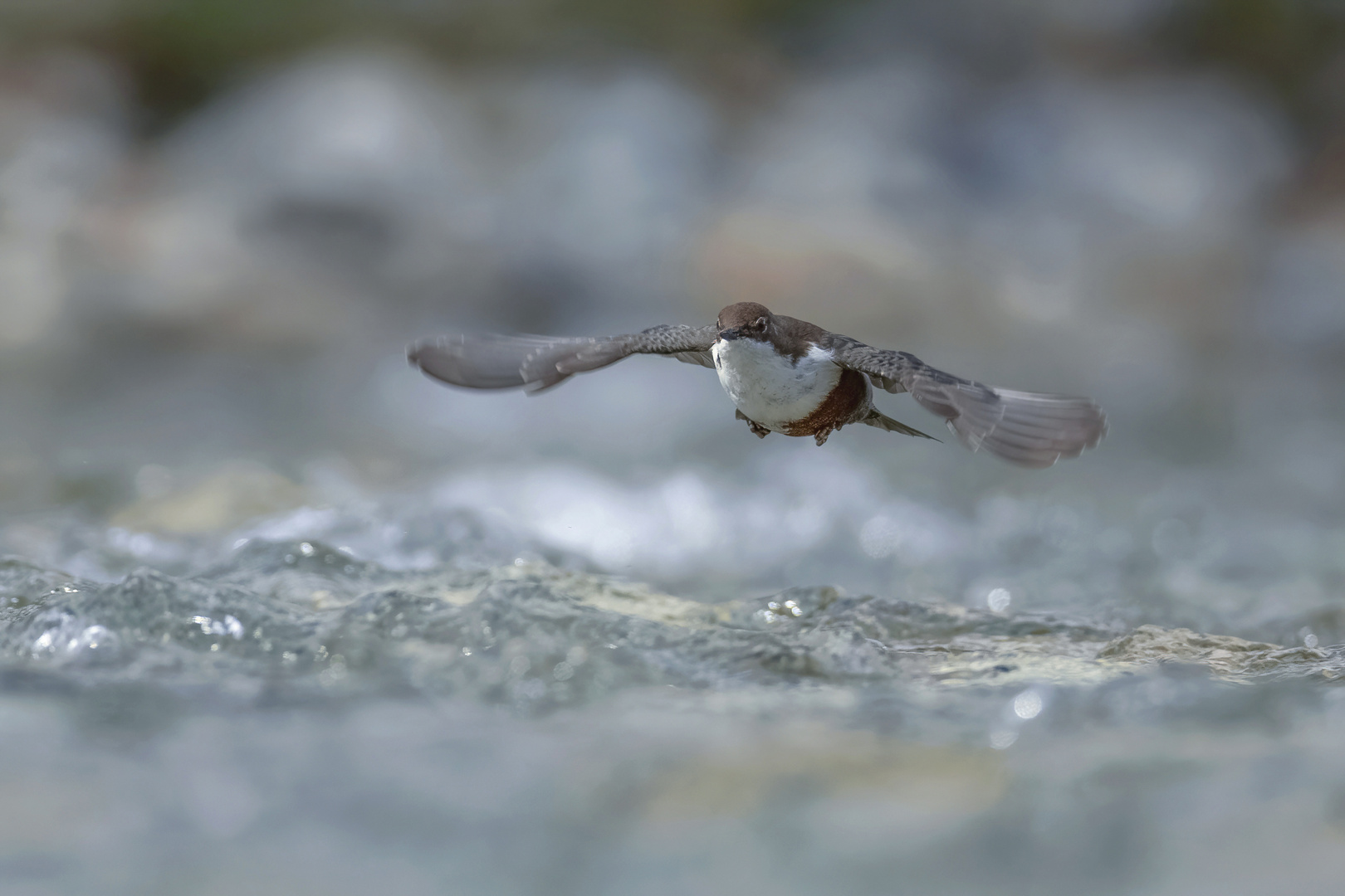 Die Wasseramsel...