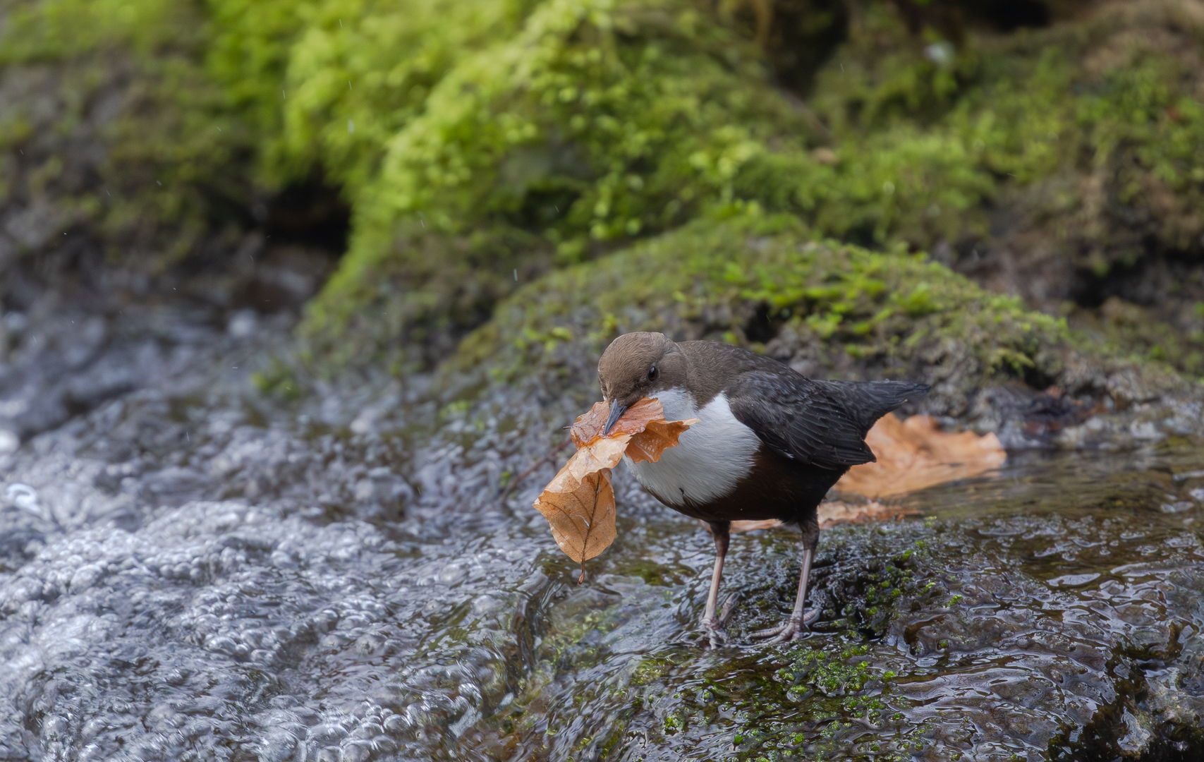 Die Wasseramsel ....