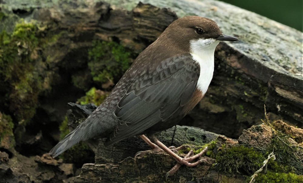 Die Wasseramsel