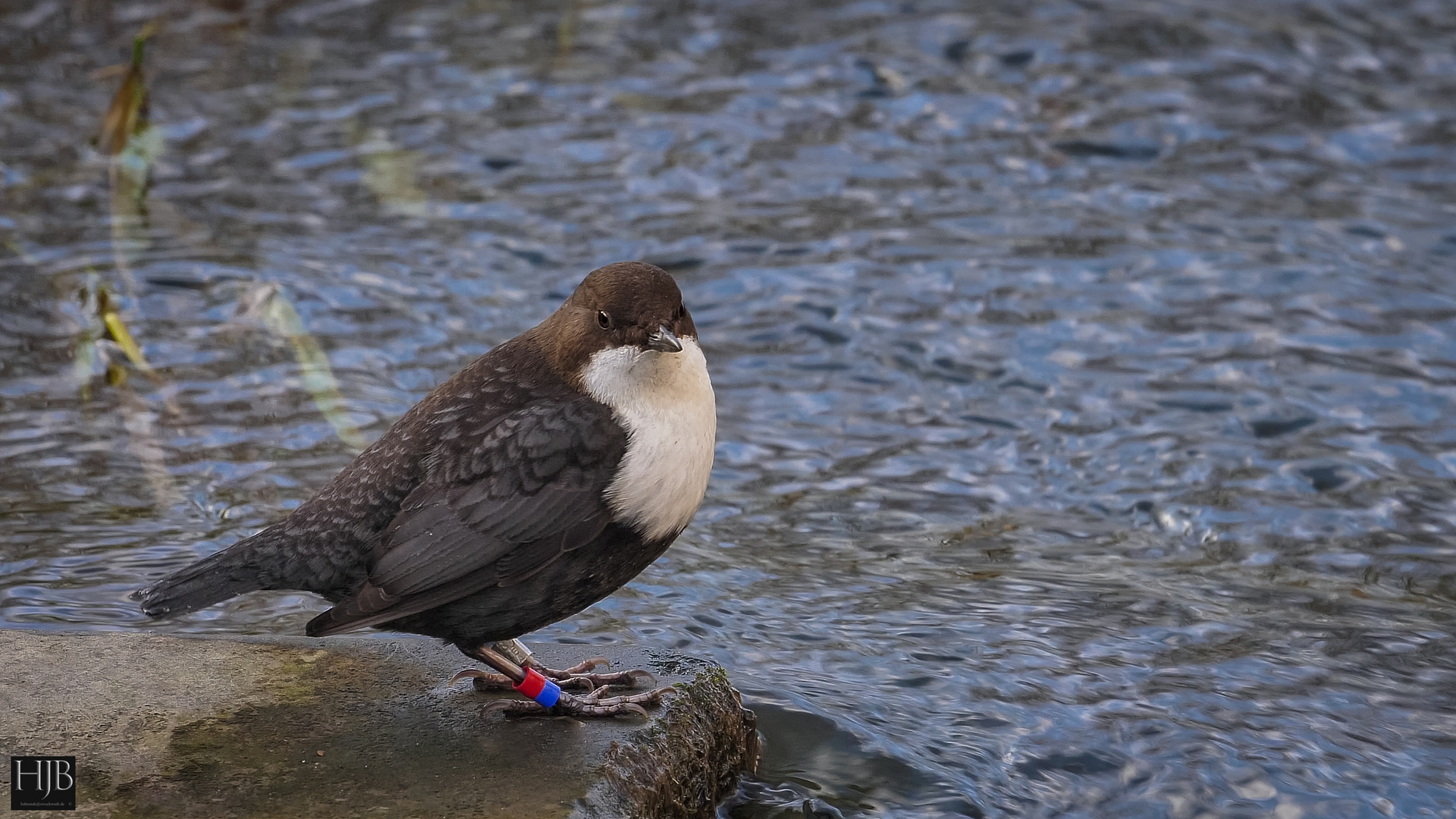 Die Wasseramsel (Cinclus cinclus)