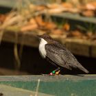 Die Wasseramsel (Cinclus cinclus)