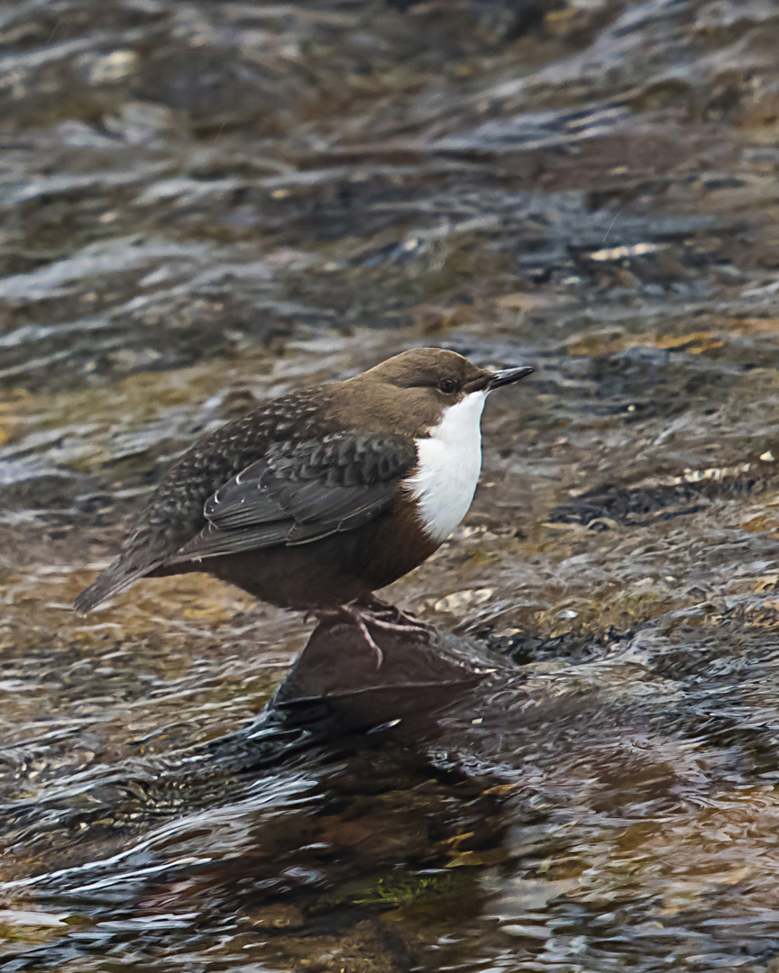 Die Wasseramsel (Cinclus cinclus)....