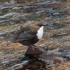 Die Wasseramsel (Cinclus cinclus)....