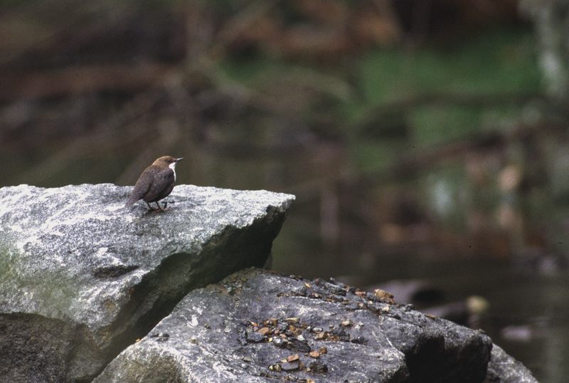 Die Wasseramsel