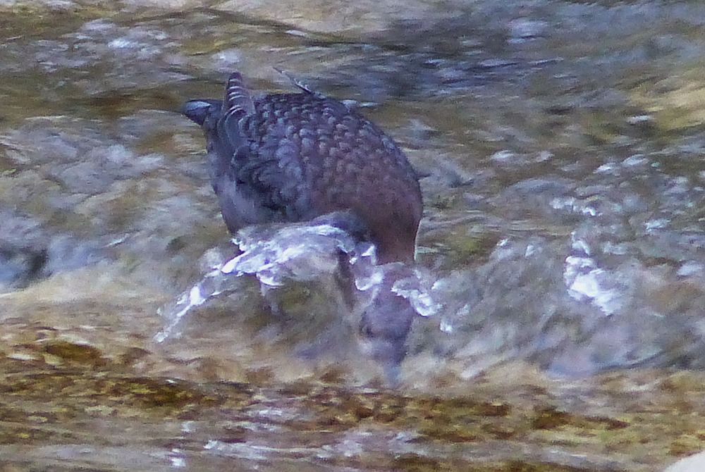 Die Wasseramsel ...