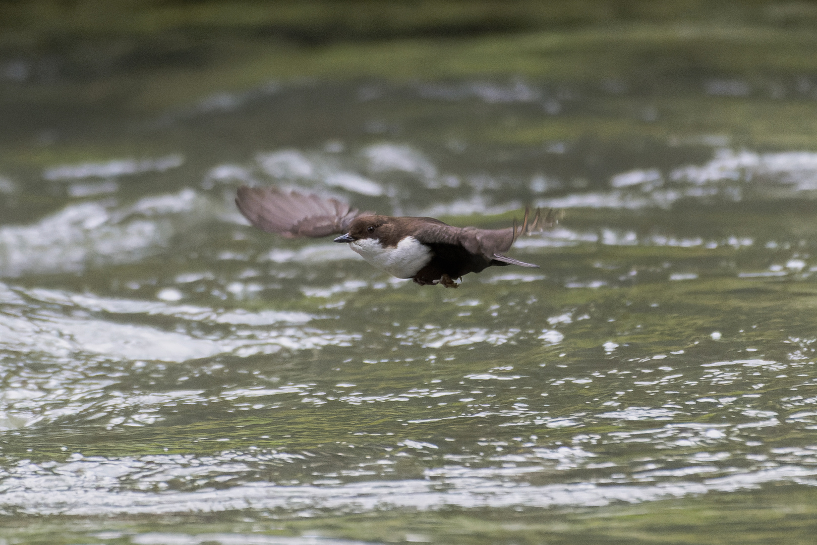 Die Wasseramsel  im Flug