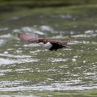 Die Wasseramsel  im Flug