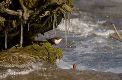 Die Wasseramsel im Revier