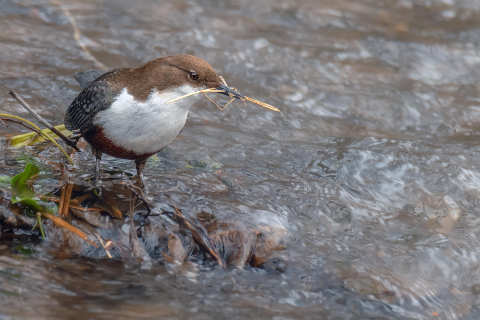 Die Wasseramsel ist bereits am Nestbau