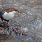 Die Wasseramsel ist bereits am Nestbau