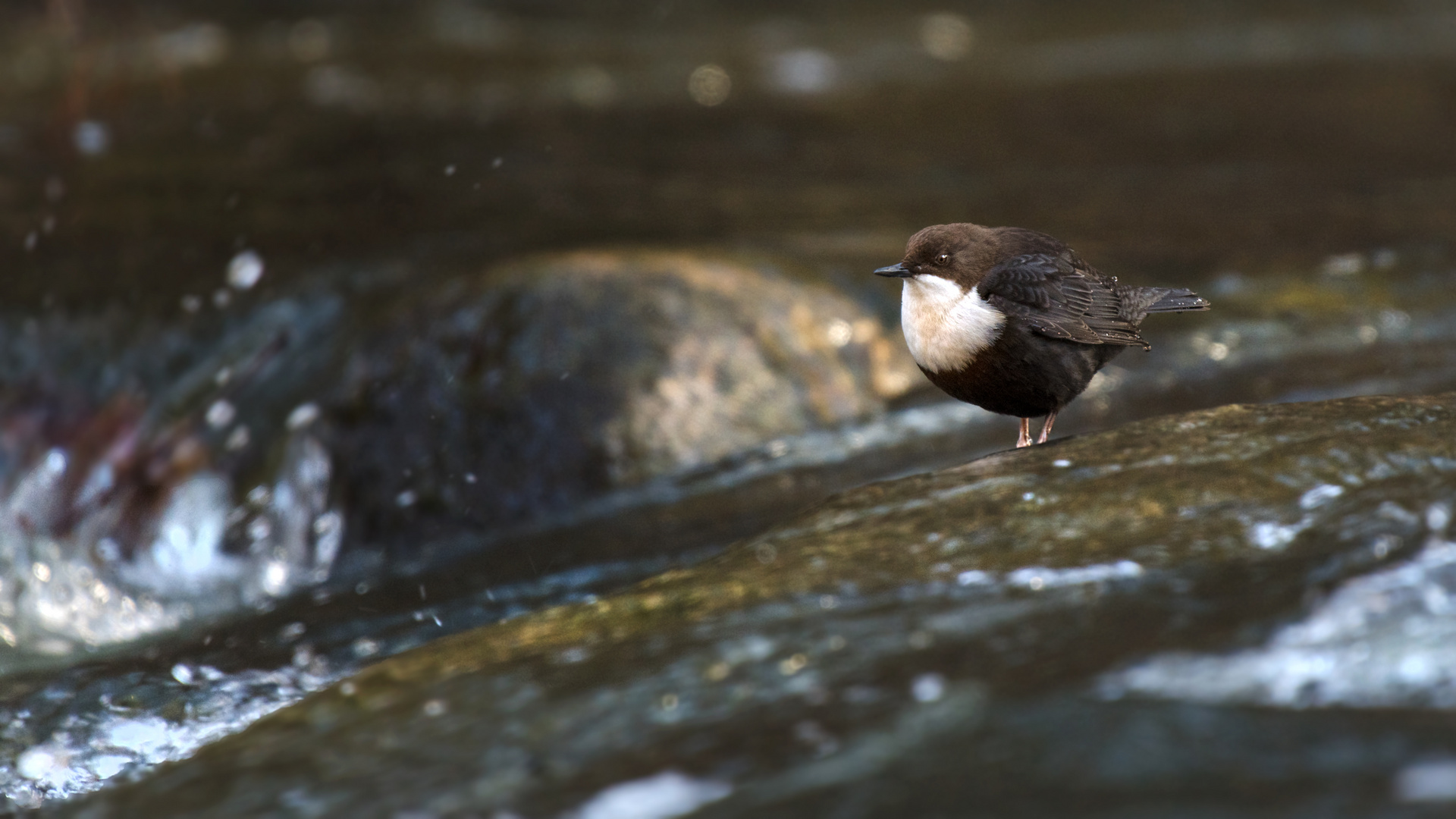 Die Wasseramsel oder Eurasische Wasseramsel (Cinclus cinclus)