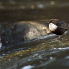 Die Wasseramsel oder Eurasische Wasseramsel (Cinclus cinclus)