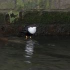 Die Wasseramsel oder Eurasische Wasseramsel (Cinclus cinclus)