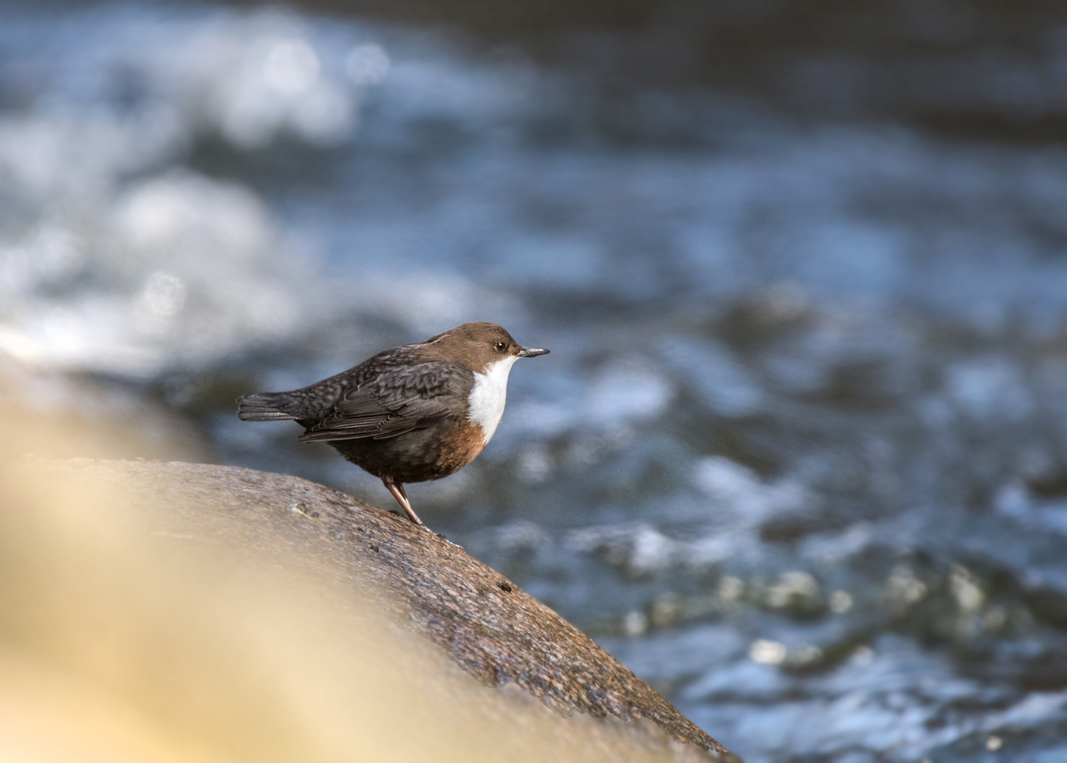 Die Wasseramsel oder Eurasische Wasseramsel (Cinclus cinclus)