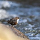 Die Wasseramsel oder Eurasische Wasseramsel (Cinclus cinclus)