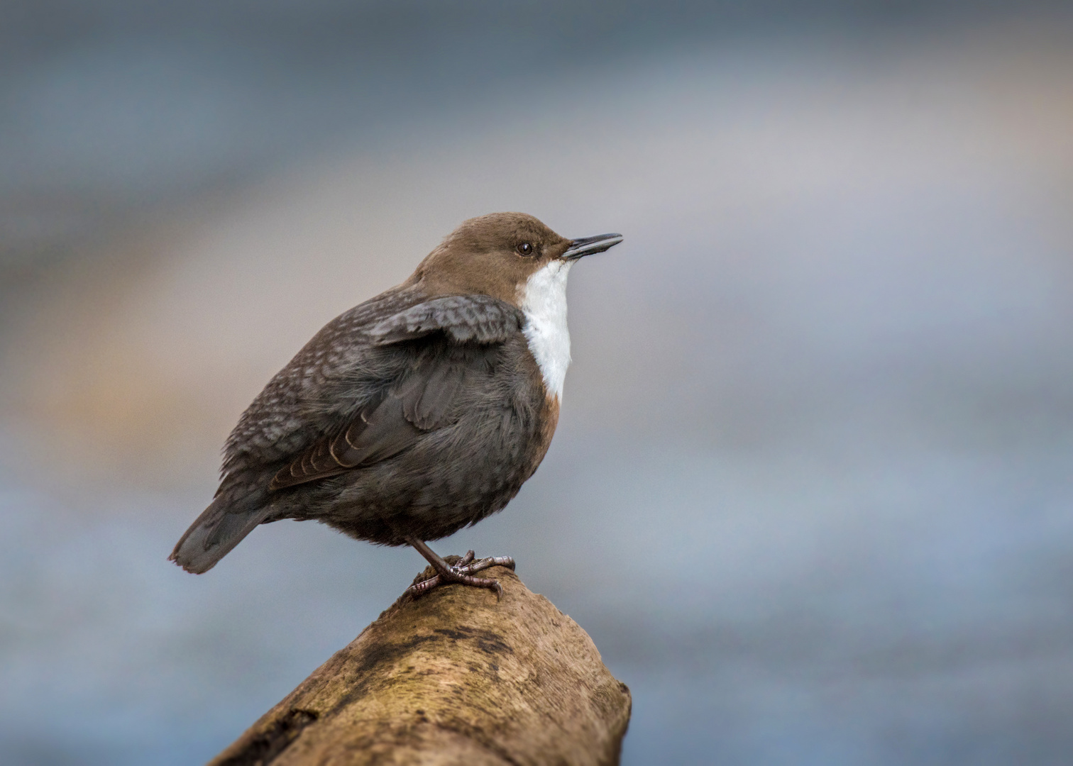 Die Wasseramsel oder Eurasische Wasseramsel (Cinclus cinclus)