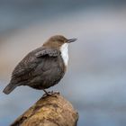 Die Wasseramsel oder Eurasische Wasseramsel (Cinclus cinclus)