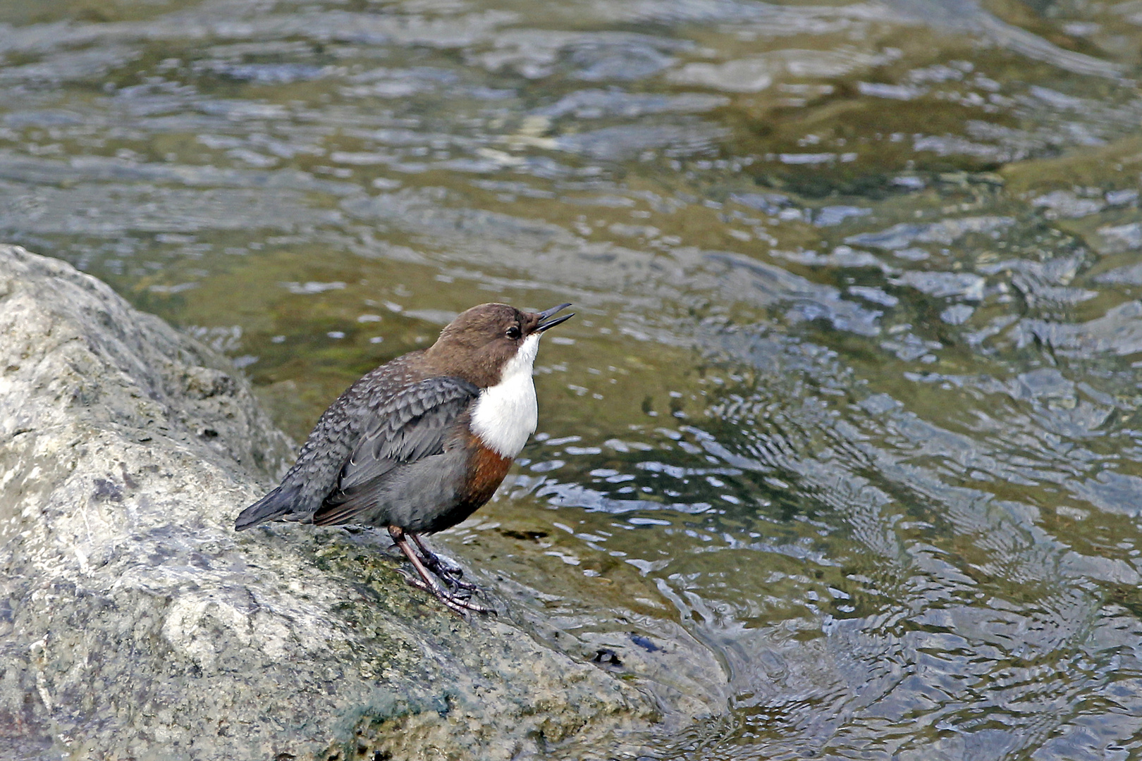 Die Wasseramsel sang mir ein Lied